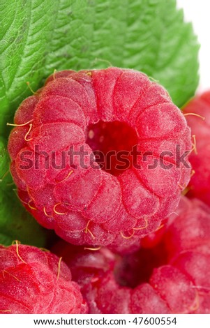 raspberries close up macro isolated on a white background