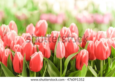 Vintage spring background with Tulips in the sunlight
