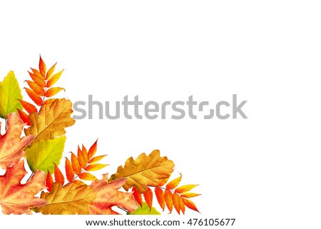 foliage isolated on white background. Golden autumn