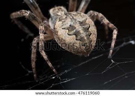 Spider. Macro nature. Close up of garden spider on natural black background. Scary halloween card
