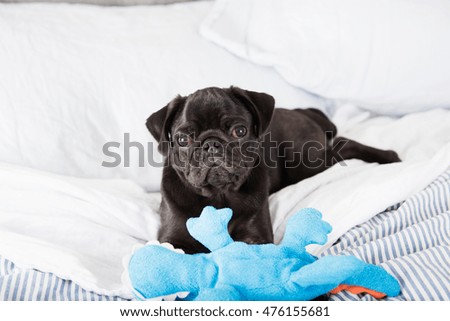Black Pug Puppy on Bed 