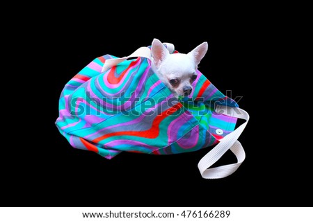 Cute dog in color bag on black background