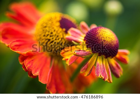 A Colorful summer flower close-up macro photography