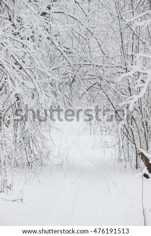photo of a winter forest after a heavy snowfall in Russia, Bashkortostan