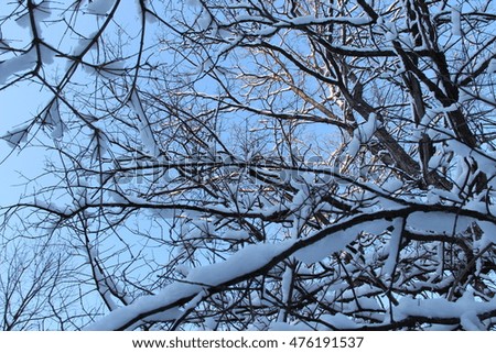 photo of a winter forest after a heavy snowfall in Russia, Bashkortostan