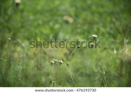 meadow softtone and blur background