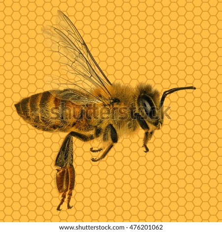 Honey bee against honeycomb background