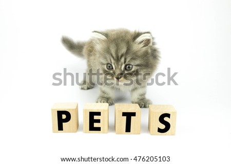 Cute kitten and cubical block with PETS written