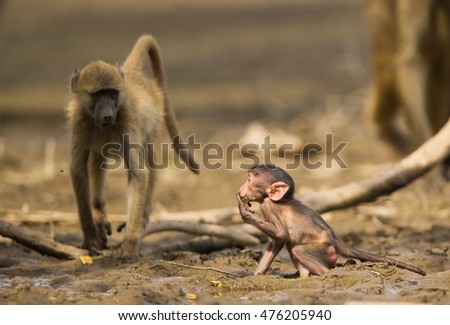 Baby Chacma Baboon (Papio ursinus) standing in mud drinking whilst mother stays close