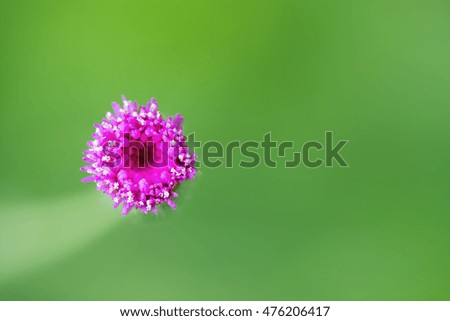 Flower grass blurred in outdoor