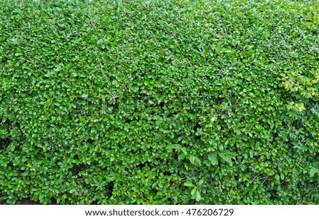 Stock Photo - Tiny green leaves background 