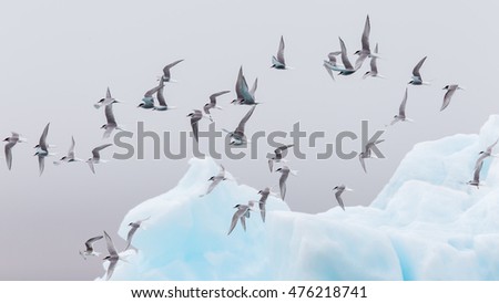 Birdlife in Jokulsarlon, a large glacial lake in southeast Iceland
