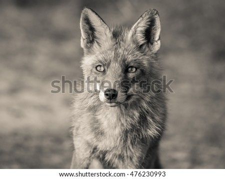 Red wild fox in black and white