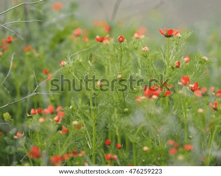 Poppy meadow. Vivid background