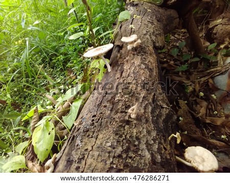 Blooming mushrooms on an old stump in tropical forest area of Thailand