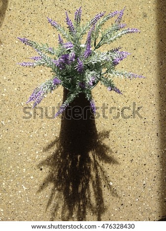 flower and shadow