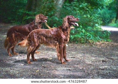 Two Red Irish Setters dogs in the forest Royalty-Free Stock Photo #476328487