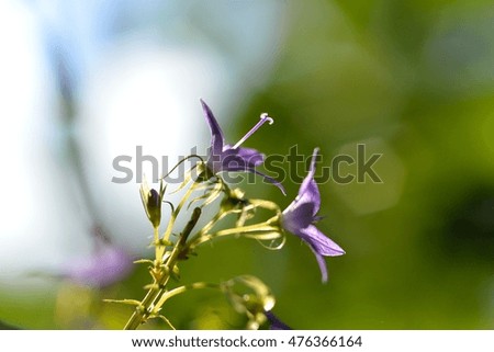 Little Hortensia flowers