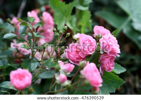Garden roses. Flowers and buds on a green background.