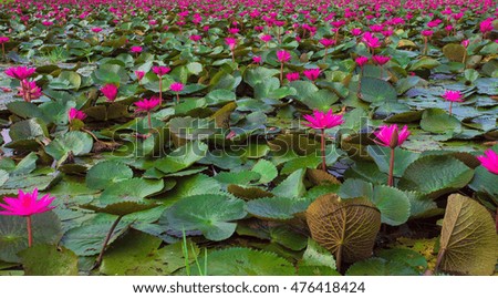 Red lotus pond at the bright blue morning