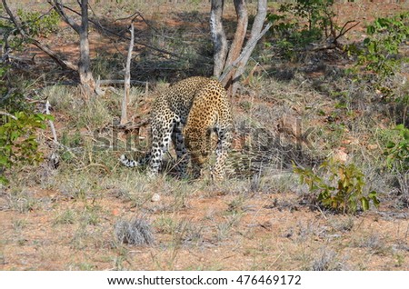 Leopard trying to get porcupine quills out of its face