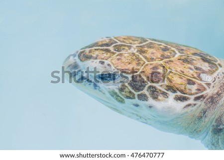 Head green turtle close up in aquarium,Chelonia mydas 