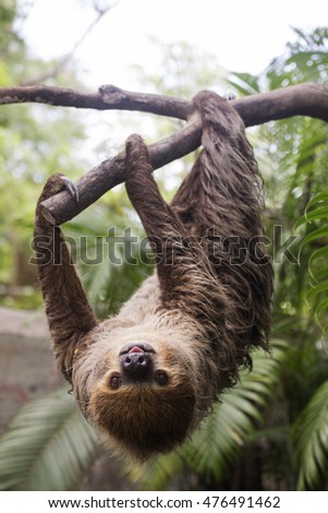 Young Hoffmann's two-toed sloth (Choloepus hoffmanni) on the tree Royalty-Free Stock Photo #476491462