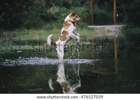 motion picture of fox-terrier enjoying water
