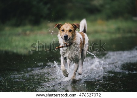 motion picture of fox-terrier enjoying water