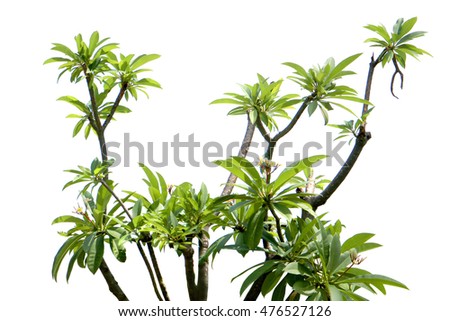Green fresh leaf isolated white background, verdant branches brown wood plant. Frangipani woody garden in sunshine, Plumeria temple forest, West Indian Jasmine and Pagoda tree.