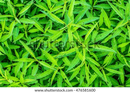 green leaves for background