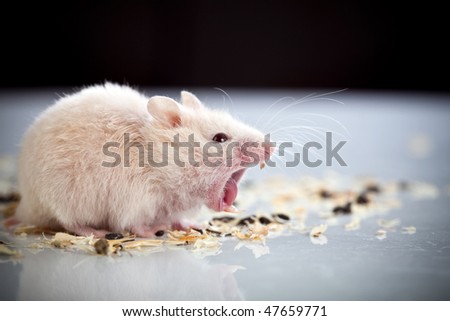 White rat yawning
