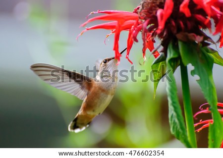Hummingbird eating flowers