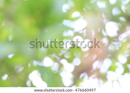 Abstract light blur through the leaves of the tree crown 