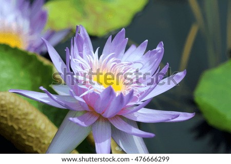Blue water lily

