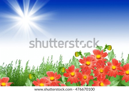 Colorful  flowers dahlia on the background of the summer landscape