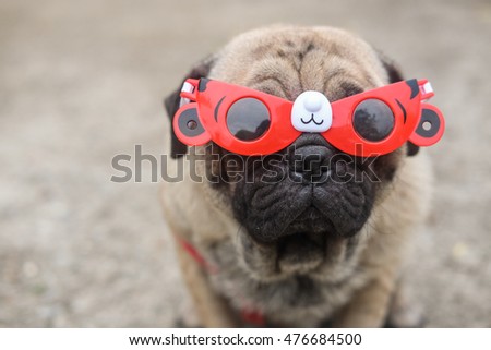 Funny face of pug dog with cartoon glasses.