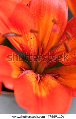 Macro Close up of Beautiful Orange Lily Flower
