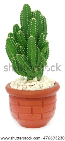 Cactus in a pot over white background