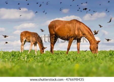 Red mare and cute colt grazing green grass on pasture against flock of birds