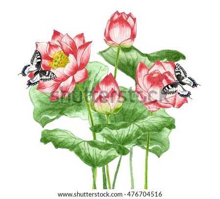 Beautiful flowers and butterfly watercolor illustration. Lotus flowers.
