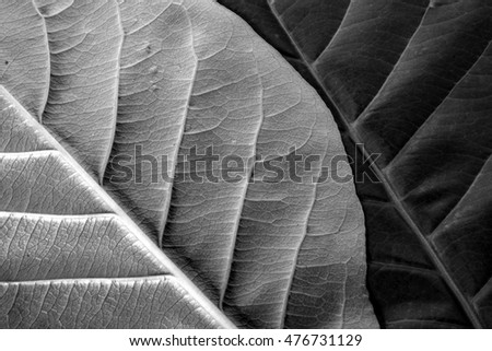Details in front and back of the leaf of the Tropical Almond (India Almond), Texture Background, Black and White filter
