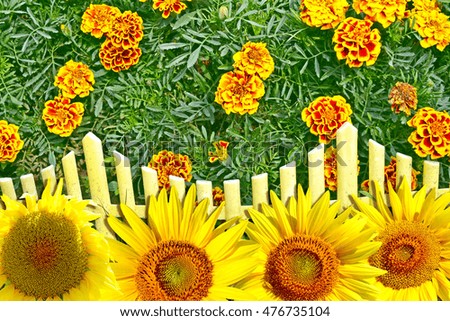 Colorful bright flowers marigold against the background of the summer landscape. sunflower