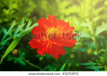 Cosmos flower (Cosmos Bipinnatus) with blurred background  