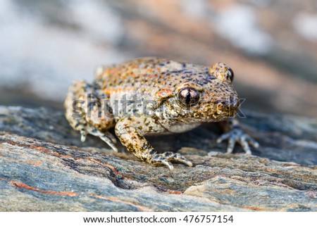 Corridor toad breeding. Bufo calamita. Epidalea.