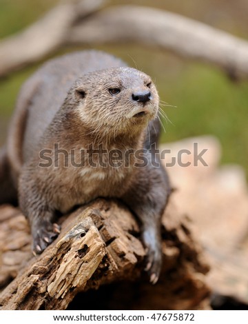 Spotted-necked otter