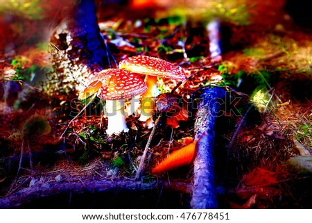 Two spotted toadstools in the autumn woods. Color effect