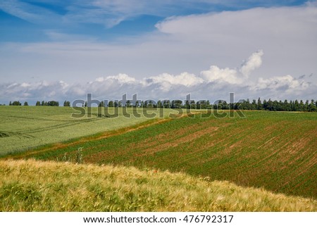 Good crop field on a background of blue sky with clouds.                               