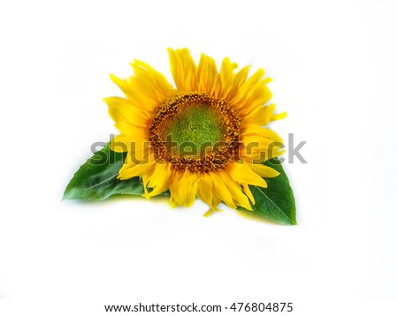 sunflower on white background 