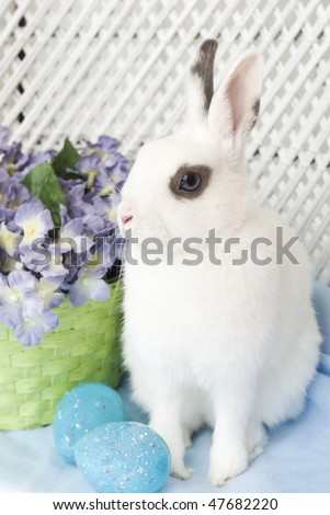 A white dwarf rabbit  with blue Easter egg decorations and spring flowers, white lattice background, vertical with copy space